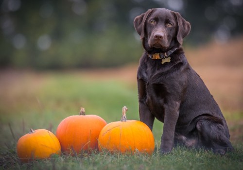 The Ultimate Guide to Pet-Friendly Festivals in Louisville, KY